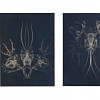 Pre-Heraldic, cyanotype, 4 x 50/65 cm